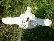 Продается позвонок 150 тонного кита Срочно!