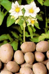 Картофель из Белоруссии!