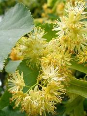 Продам лекарственные травы, масла, экстракты