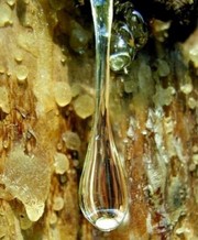 Продам лекрственные травы собственного производства