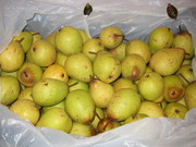 Груши Conferencia  
