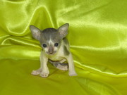 Королевские котята породы Корнш Рекс