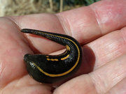 Продажа медицинских пиявок