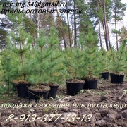 Оптовая и розничная продажа саженцев хвойных деревьев:ель, пихта, кедр  