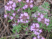 Душистые травы для засолки и консервации продам