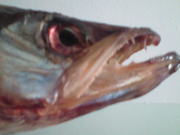 корюшка сушеная.