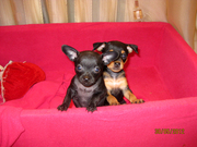 Продаю элитных щенков той-терьера