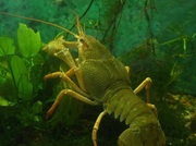 Продаю Раки живые и варено-мороженые оптом