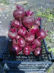 Свекла от производителя 2012