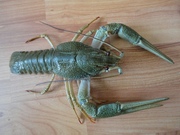 Раки живые Алтайские