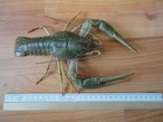 Раки живые Алтайские,  пресноводные,  оптом