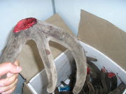 Панты алтайского марала