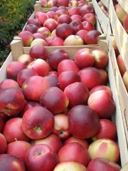 Яблоки, виноград (свежий, пром. переработка).