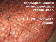 Картофель оптом от производителя. Урожай 2012 г.