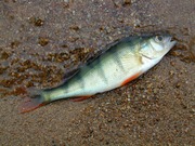 Рыбная база в Санкт-Петербурге