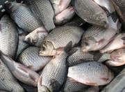 Принимаю заказы от 50 кг. с нашей доставкой