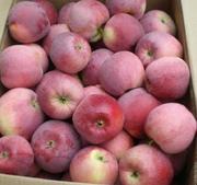 Яблоко более 15-ти сортов