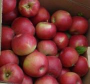 Яблоко от производителя: Айдаред,  Флорина,  Голден,  Симиренко…