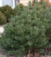 Хотите купить живую Елку,  благоухающую ароматом Нового года?! Это к на