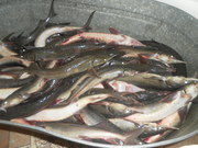 СТЕРЛЯДЬ С/М и другие деликатесы