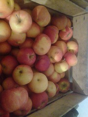 Яблоки Краснодарские