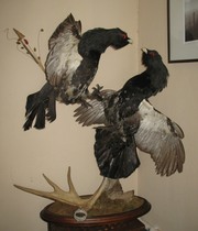 Чучело глухарей