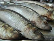 Отличное предложение по сельде соленой 