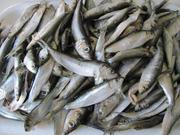 Предлагаем кильку свежемороженую 