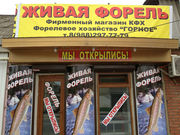 ЖИВАЯ И СВЕЖАЯ ФОРЕЛЬ ..НА ПРОДАЖУ В НАЛИЧИИ