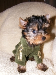 Йоркширский терьер Замечательный мальчик 5 мес, стандарт до 2, 3 кг.