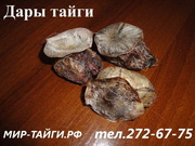 Продaм желчь  медведя,  струя бобра 