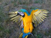 Ара араруна или синежелтый ара.