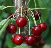 Предлагаю на реализацию черешню,  сливу,  дыню