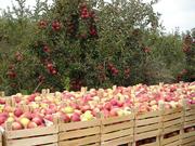 Яблоки летних сортов на экспорт
