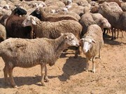 Продажа,  Купить товары из Монголии оптом в Томске. Товары из верблюжье