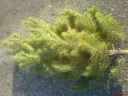 Сосны новогодние отпом дешево