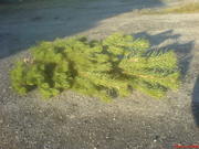 Сосны новогодние