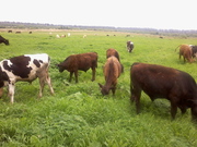 Мясо молодых бычков,  130 км от МКАД,  Каширское шоссе,  30 км от Каширы