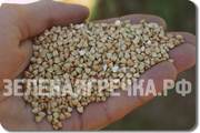Зеленая гречка оптом! А также овес голозерный, полба, рожь и др