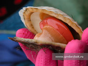 Олимпийская цена!!! Морской Гребешок 10-20 (Юж. Курилы) 