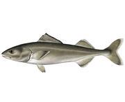 Минтай бг 25+, борт -