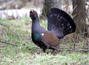 Пернатая дичь,  дикое мясо продам,  Красноярск