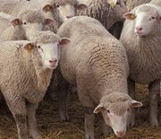 Продам мясо баранина оптом из кургана