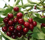Продаем черешню.