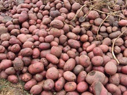 Картофель оптом от КФХ. Доставка от 50 тонн бесплатно