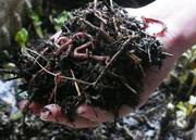 Прикормка , червь , опарыш опт.