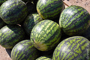 Продам Арбузы Оптом c Беслатной Доставкой
