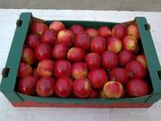 Элитные овощи и фрукты от производителя оптом