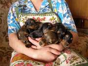 куплю таксу продажа щенков таксы щенки таксы в москве