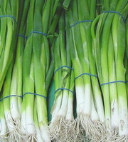 Зеленый лук. Ежедневные поставки